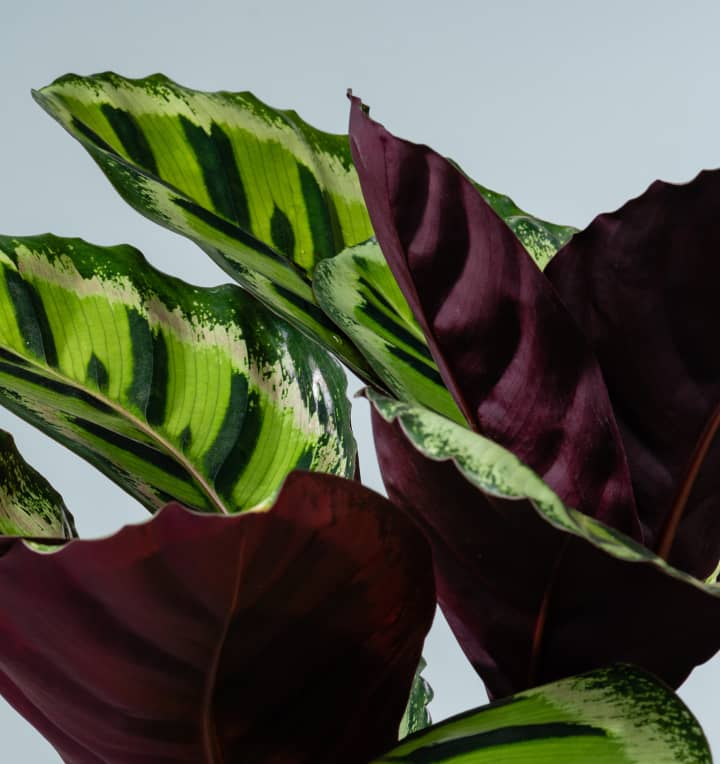 Calathea 'Angela'