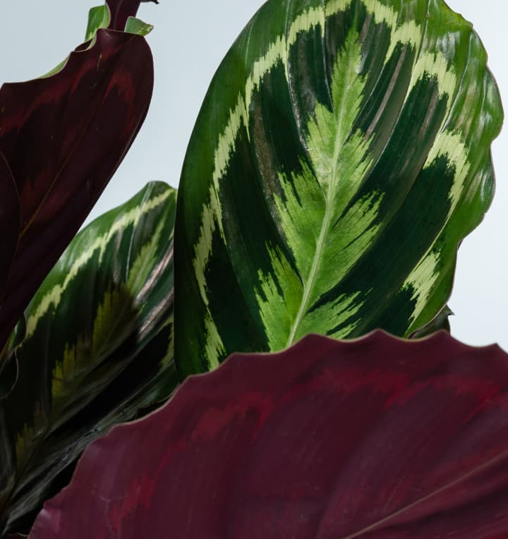 Calathea 'Medaillon'