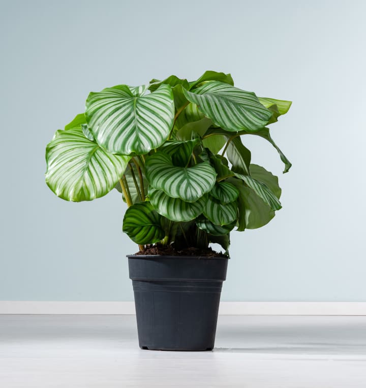 Calathea 'Orbifolia' L