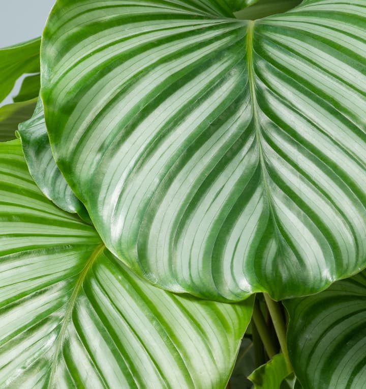 Calathea 'Orbifolia' L