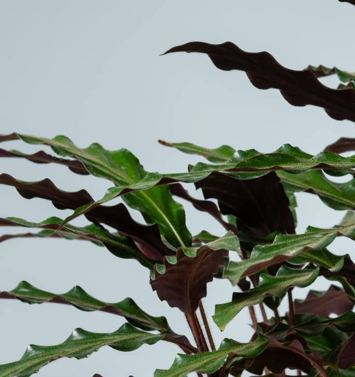 Calathea 'Wavestar'