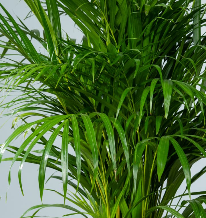 Goldfruchtpalme 'Areca' M