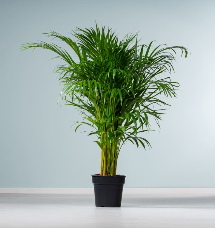 Goldfruchtpalme 'Areca' M