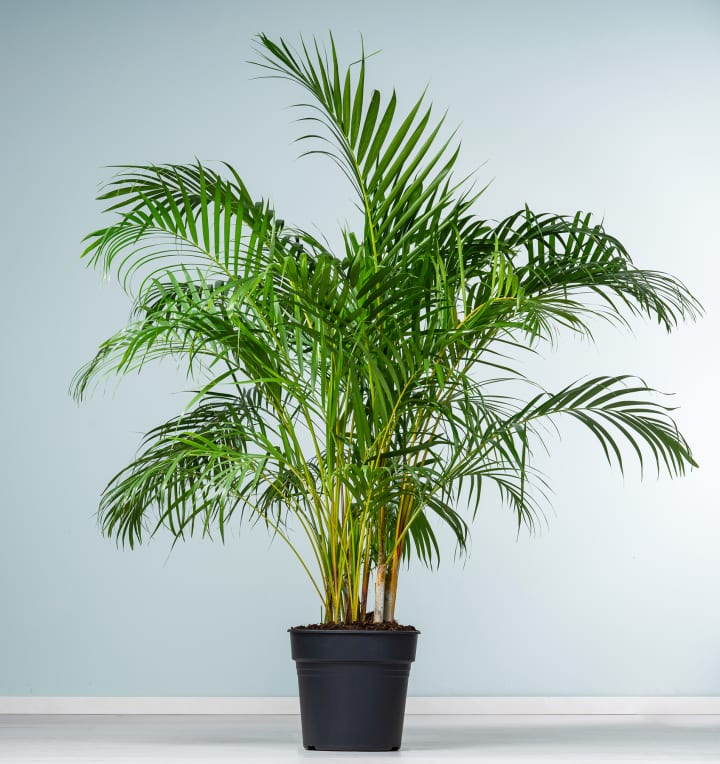 Goldfruchtpalme 'Areca' L