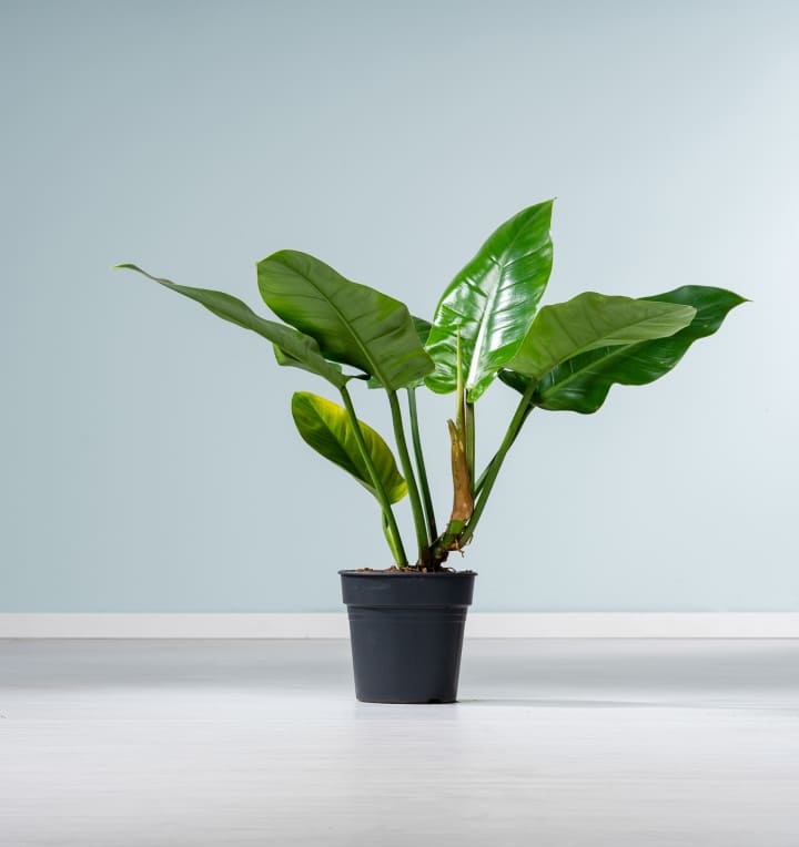 Philodendron 'Imperial Green' M