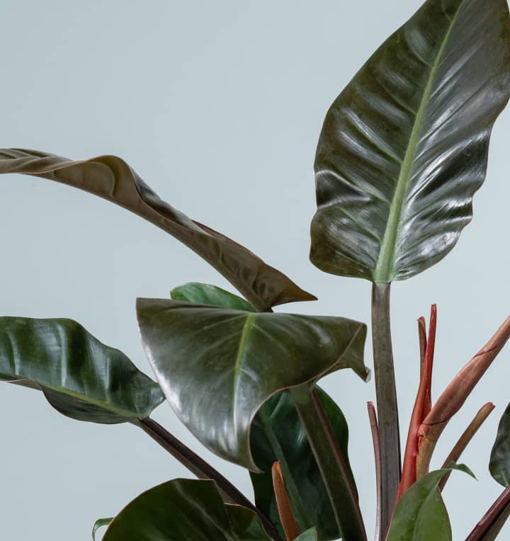 Philodendron 'Imperial Red' M