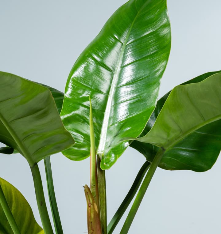 Philodendron 'Imperial Green' M