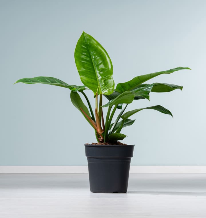 Philodendron 'Imperial Green' L