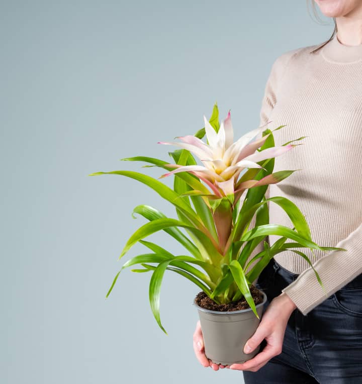 Guzmania 'Magical White'