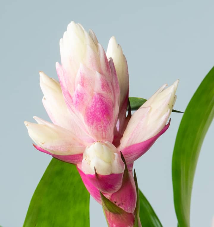 Guzmania 'Candy'