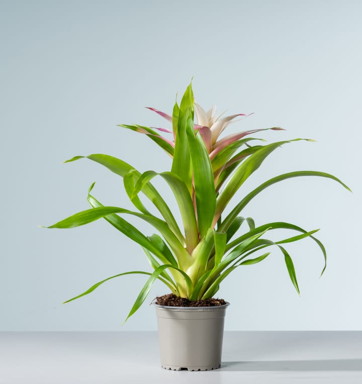 Guzmania 'Magical White'