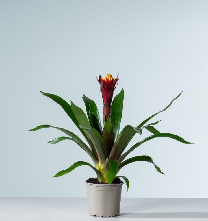 Guzmania 'Akabar'