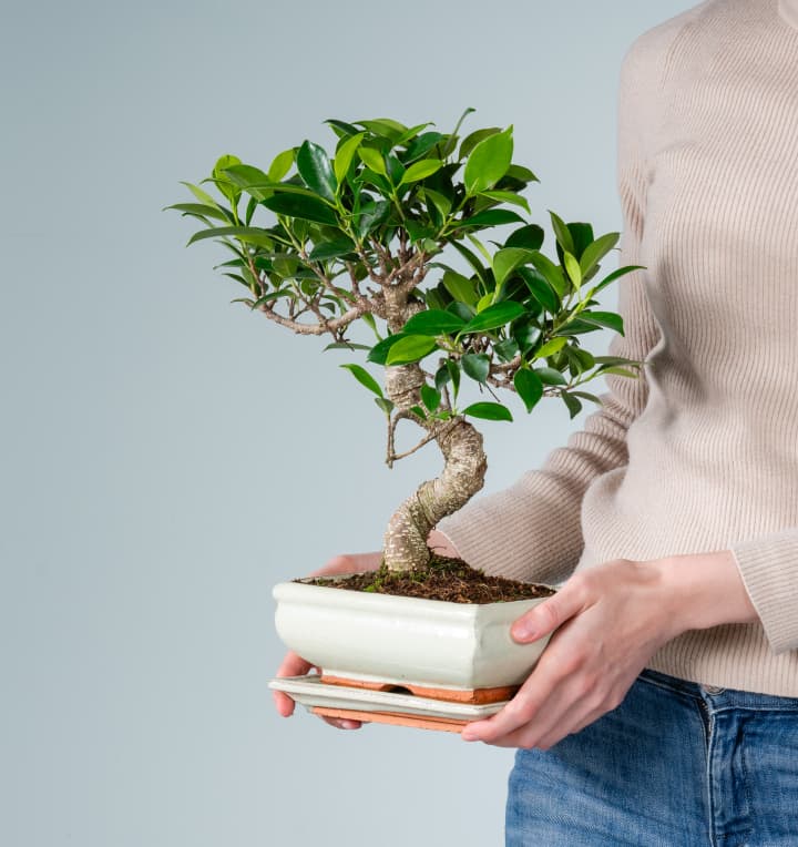 Bonsai-Ficus 'Ginseng' M