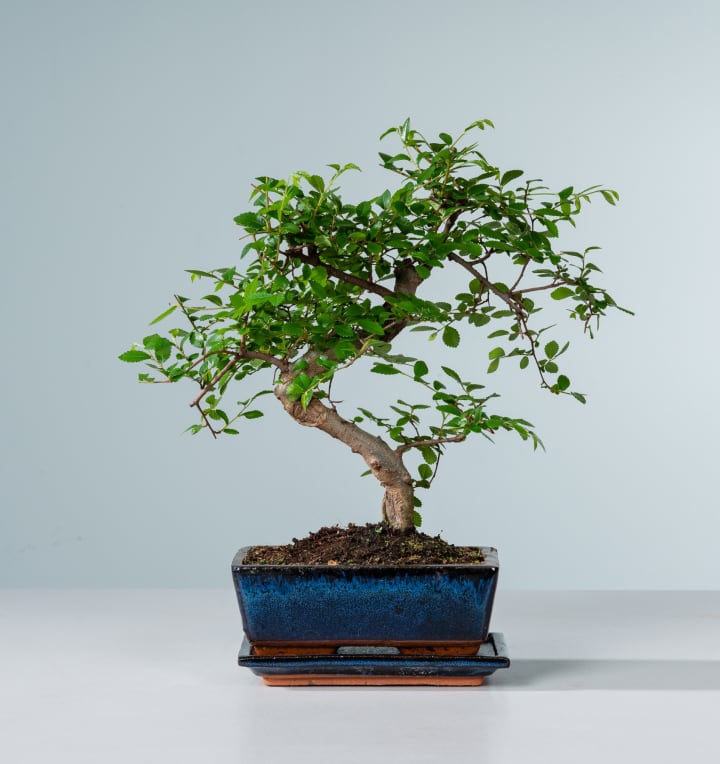 Zelkove Bonsai 'Traditional' M