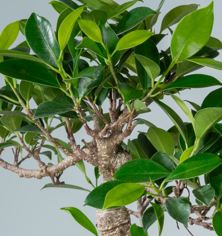 Bonsai-Ficus 'Ginseng' M