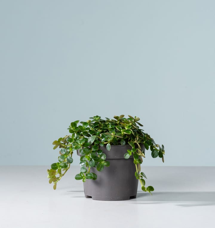 BIO Pilea 'Depressa'