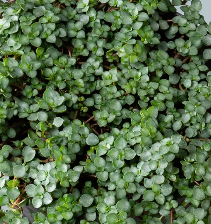 BIO Pilea 'Glauca'