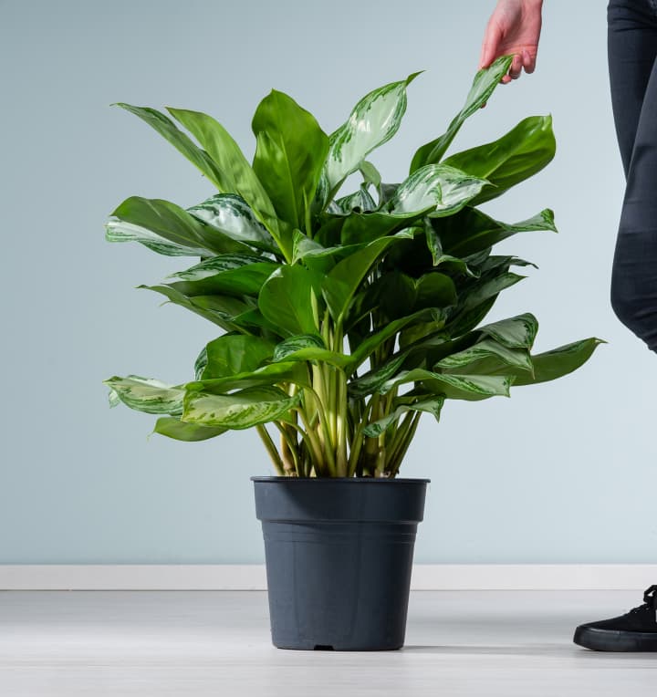 Aglaonema 'Silver Moon'