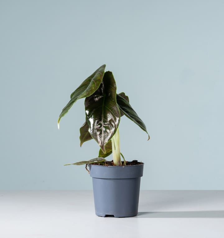 Alocasia 'Chameleon'