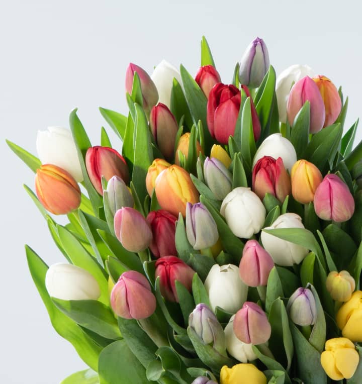 Bunte Tulpen 50 Stiele