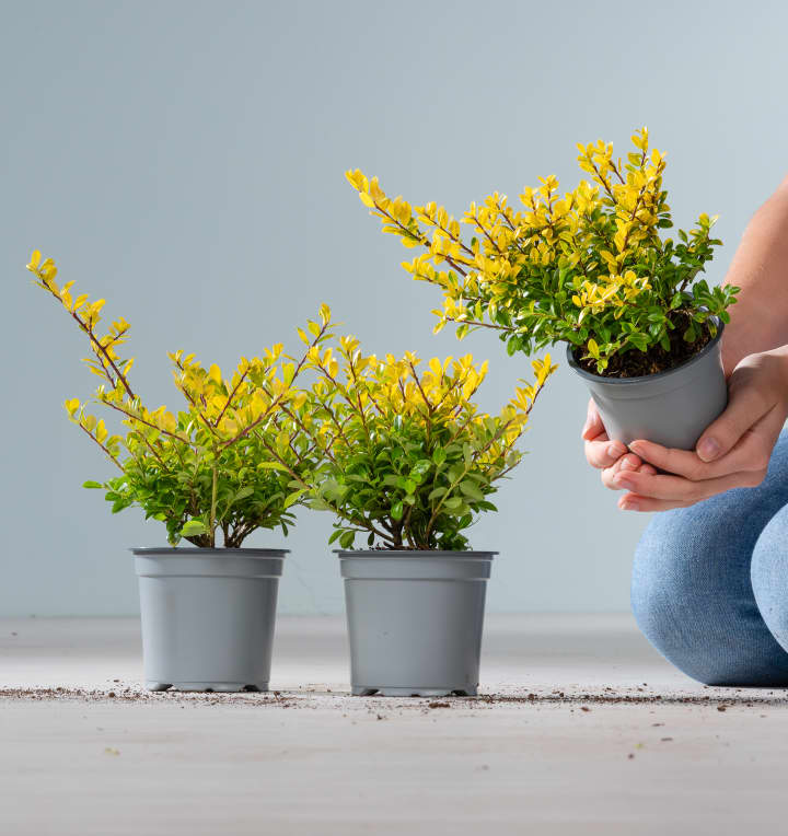 Berg-Ilex 'Golden Gem' - 3 Stück