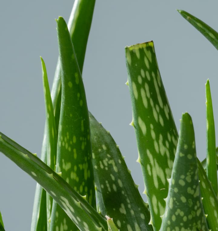 BIO Aloe 'Sweet' - 3 Stück