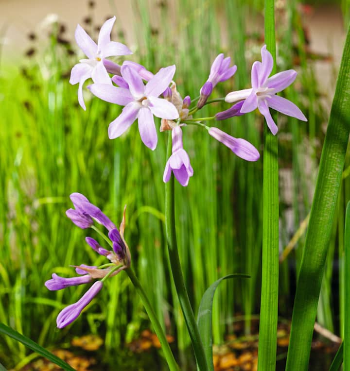 BIO KnoblauchKaplilie 3 Stück