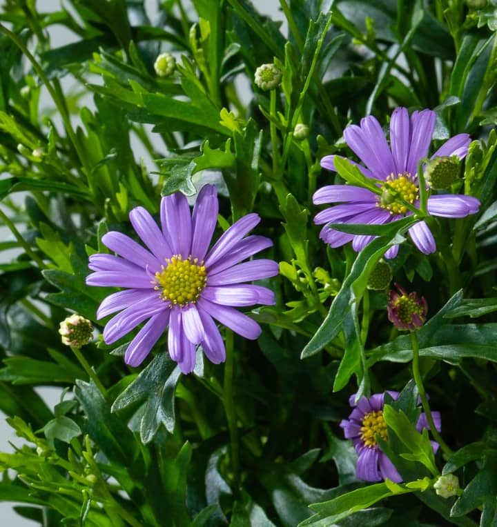 Blaue Gänseblümchen - 3 Stück