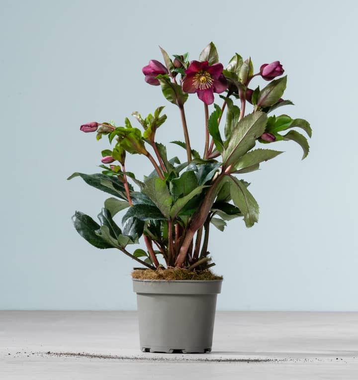 Christrose Rot 'Ice N'Roses®'