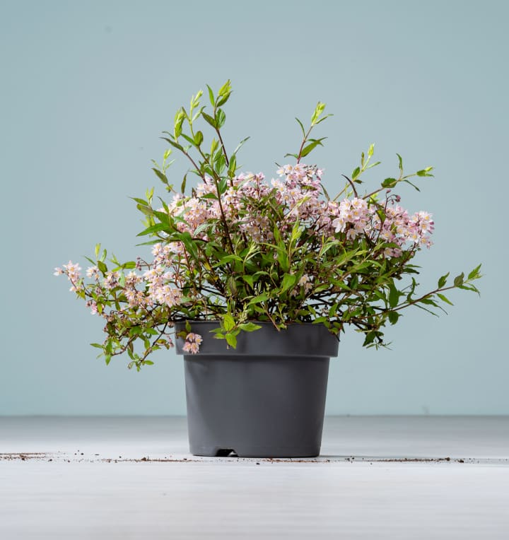 Deutzie 'Yuki Cherry Blossom®'