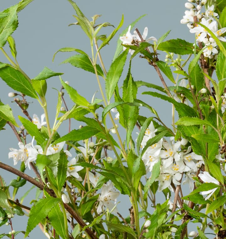 Deutzie 'Yuki Snowflake®'