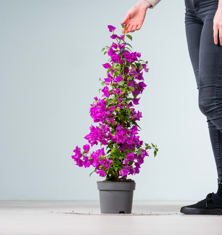 Bougainvillea 'Glabra' Pink als Blühpyramide