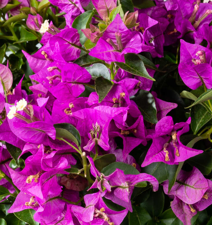 Bougainvillea 'Glabra' Pink