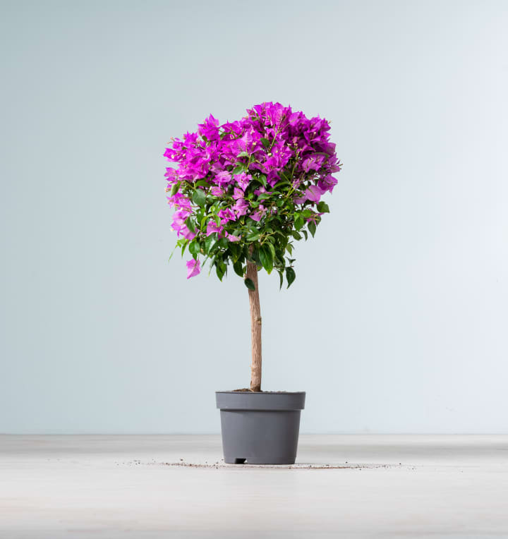 Bougainvillea 'Glabra' Stämmchen Pink