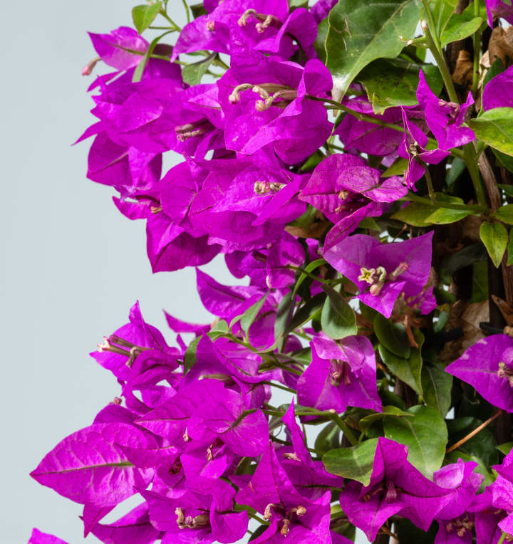 Bougainvillea 'Glabra' Pink als Blühpyramide