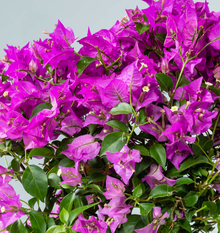 Bougainvillea 'Glabra' Stämmchen Pink