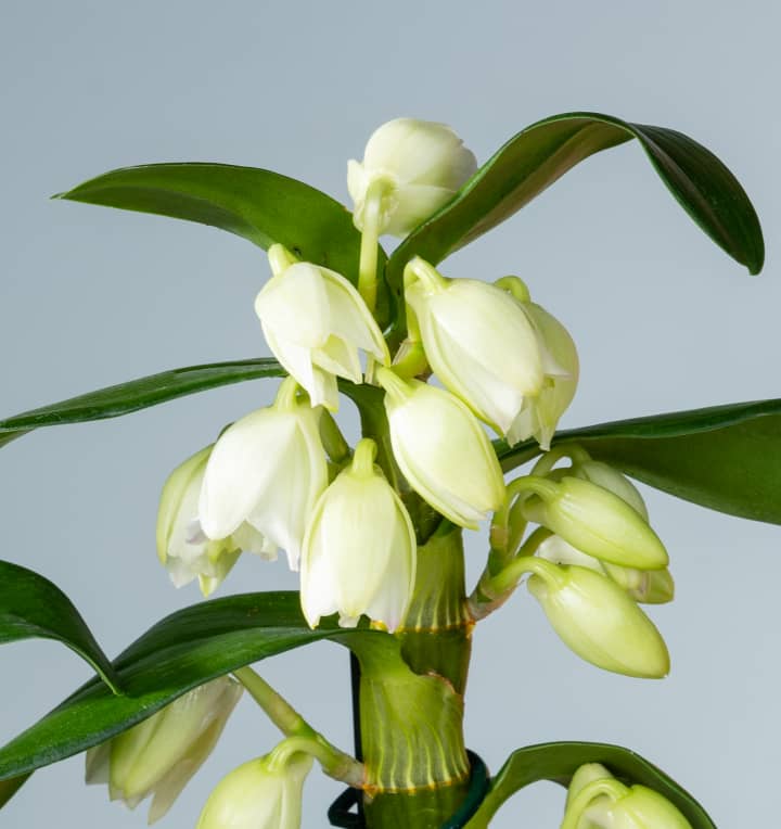 Dendrobium-Orchidee 'Nobile Apollon'