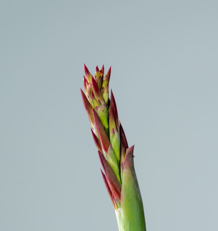 Dunkellaubiges Blumenrohr Rot