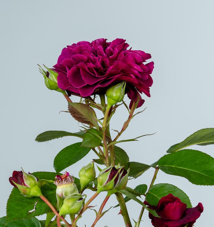 Edelrose 'Deep Secret®'