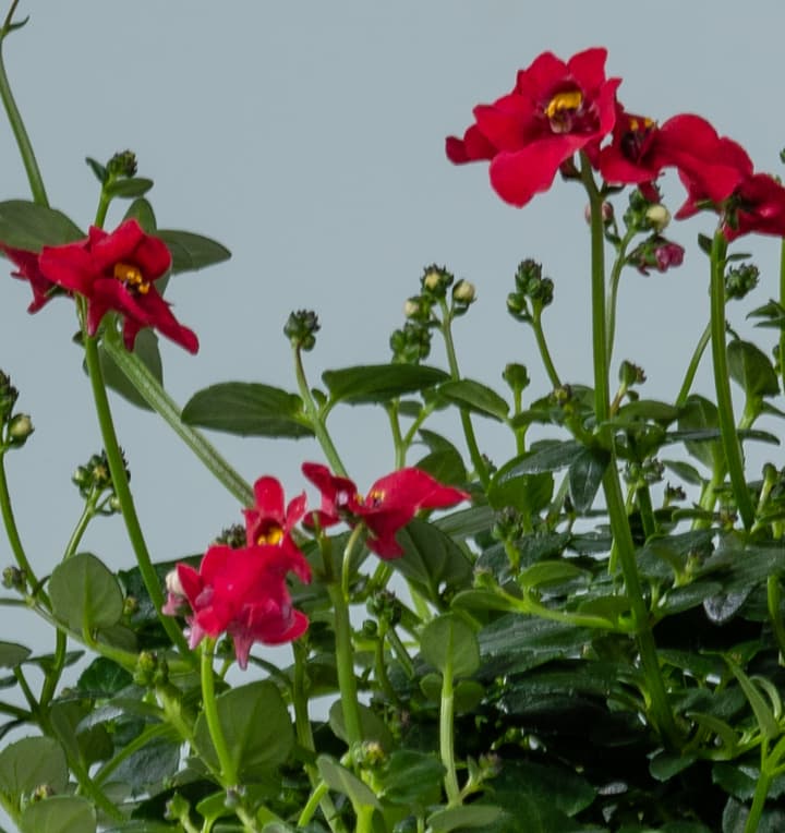 Elfensporn Rot - 3 Stück