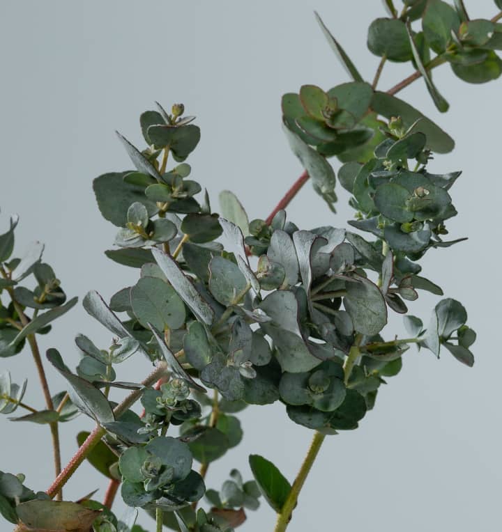 Eukalyptus 3 Stück