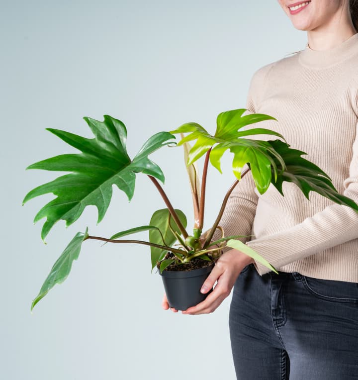 Philodendron 'Mayoi' M