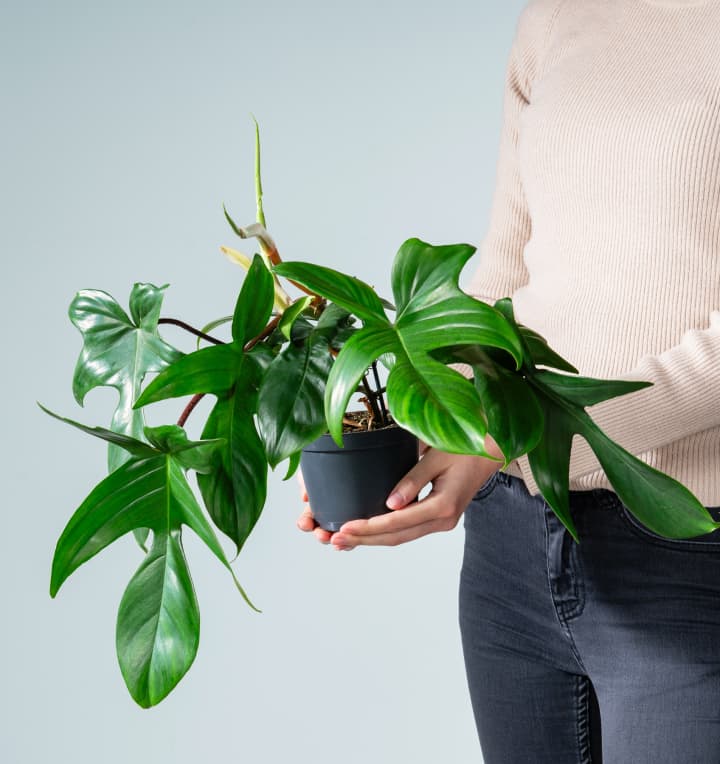 Philodendron 'Florida Green' S