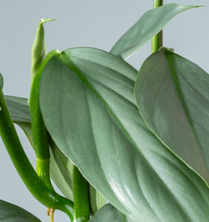 Philodendron 'Grey'