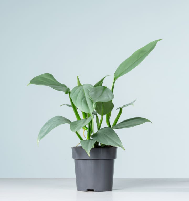 Philodendron 'Grey'