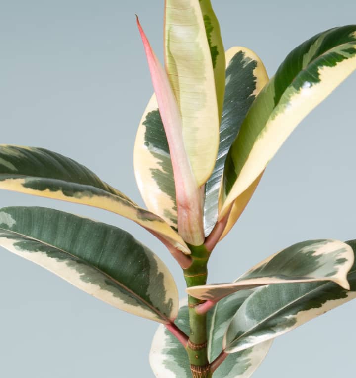 Ficus 'Tineke' - plastikfrei