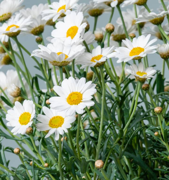 Weißes Margeriten-Stämmchen