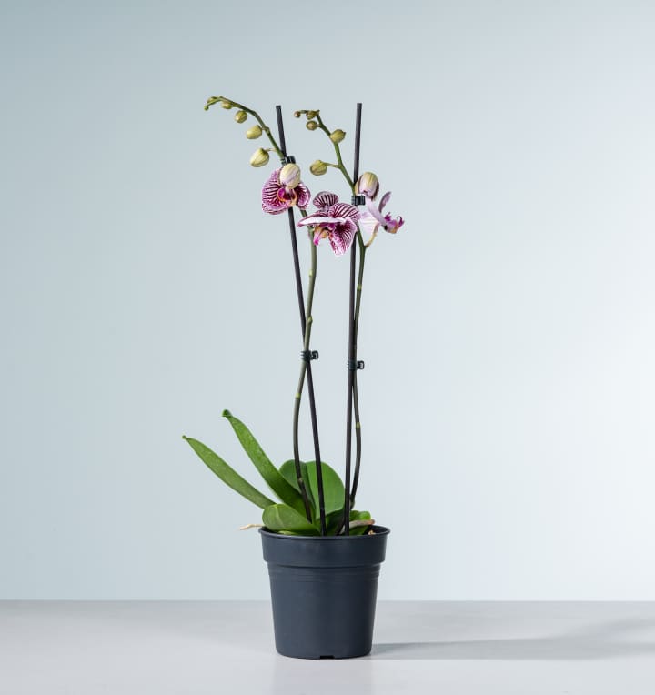 Phalaenopsis 'Black Stripes'