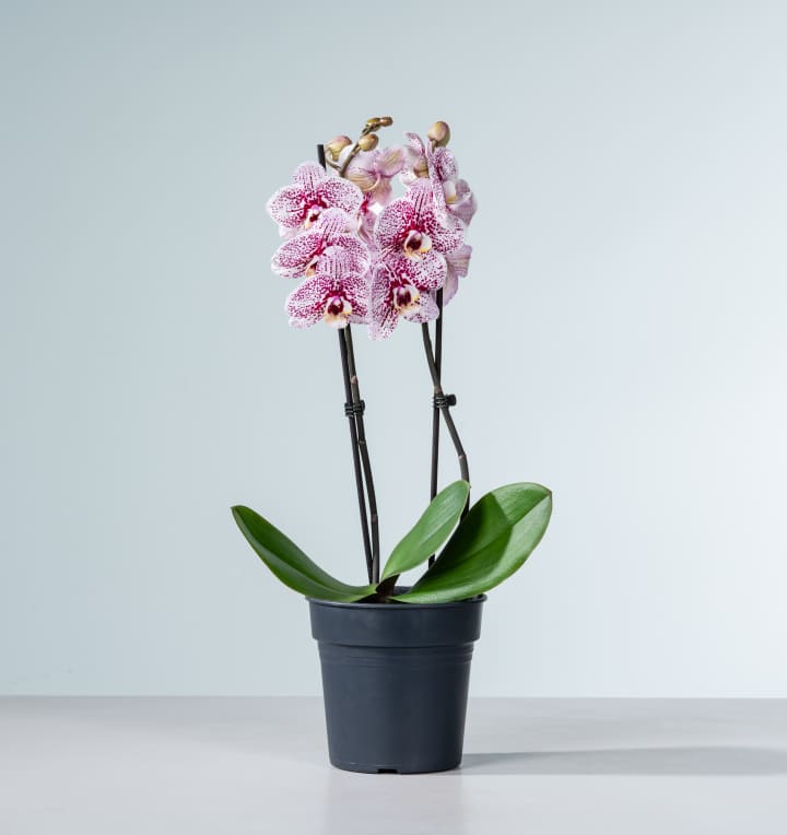 Phalaenopsis 'Dutch Beauty'
