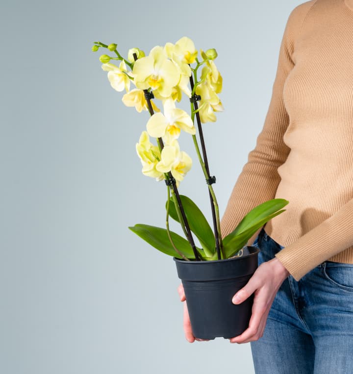 Phalaenopsis 'Green Mile'